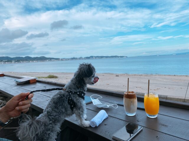 近所のビーチエンドカフェのテラス席で撮った写真